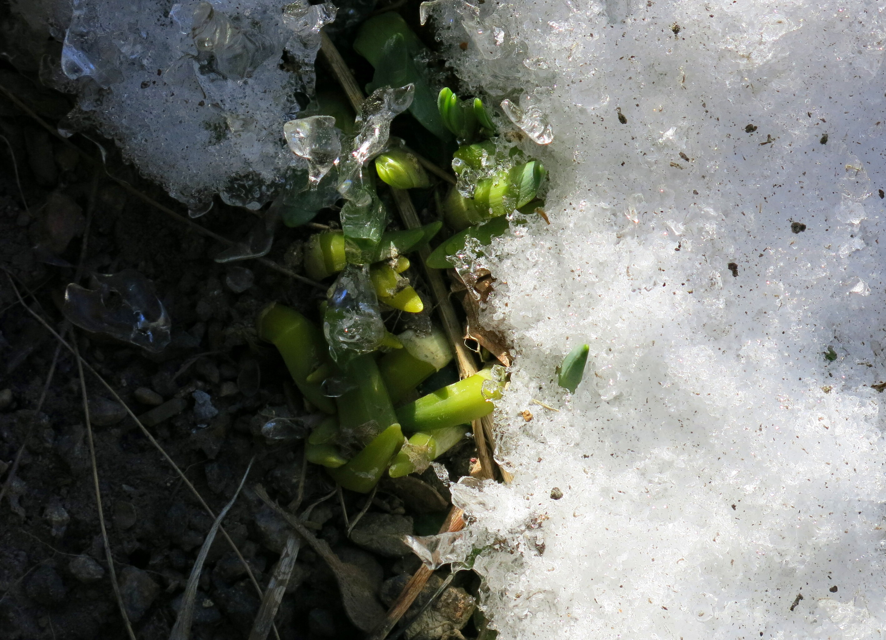 The Last Day of Winter