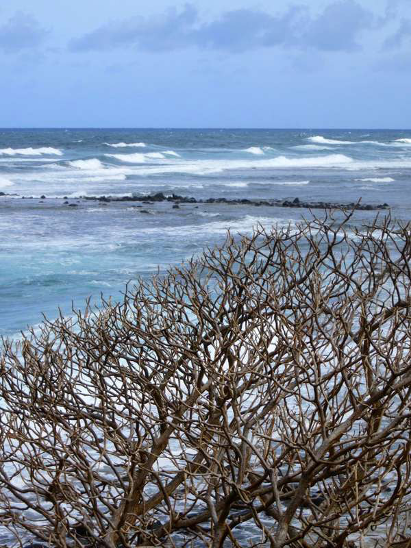surf and branches at the shore, Lihue, Kauai