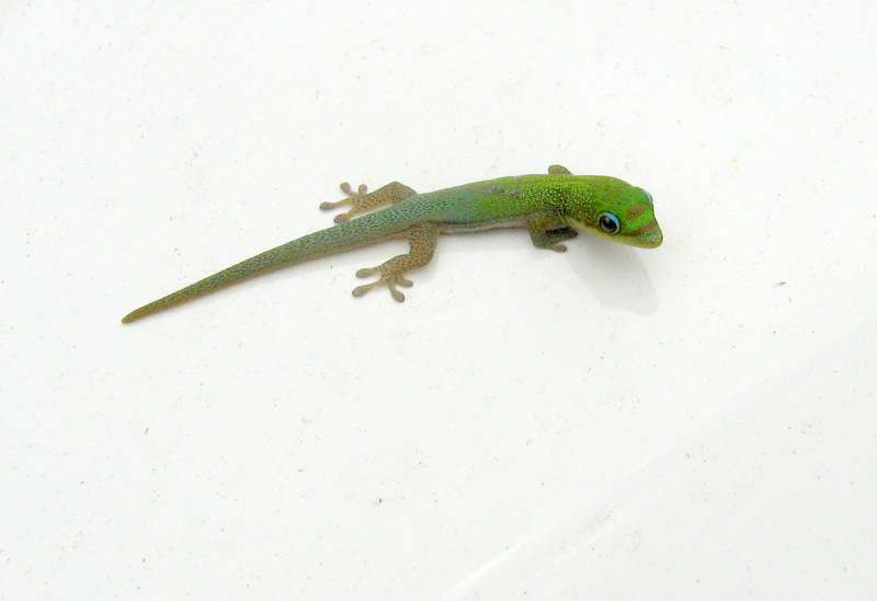 Part 3 - More Hawaii: Volcanoes and Mantas