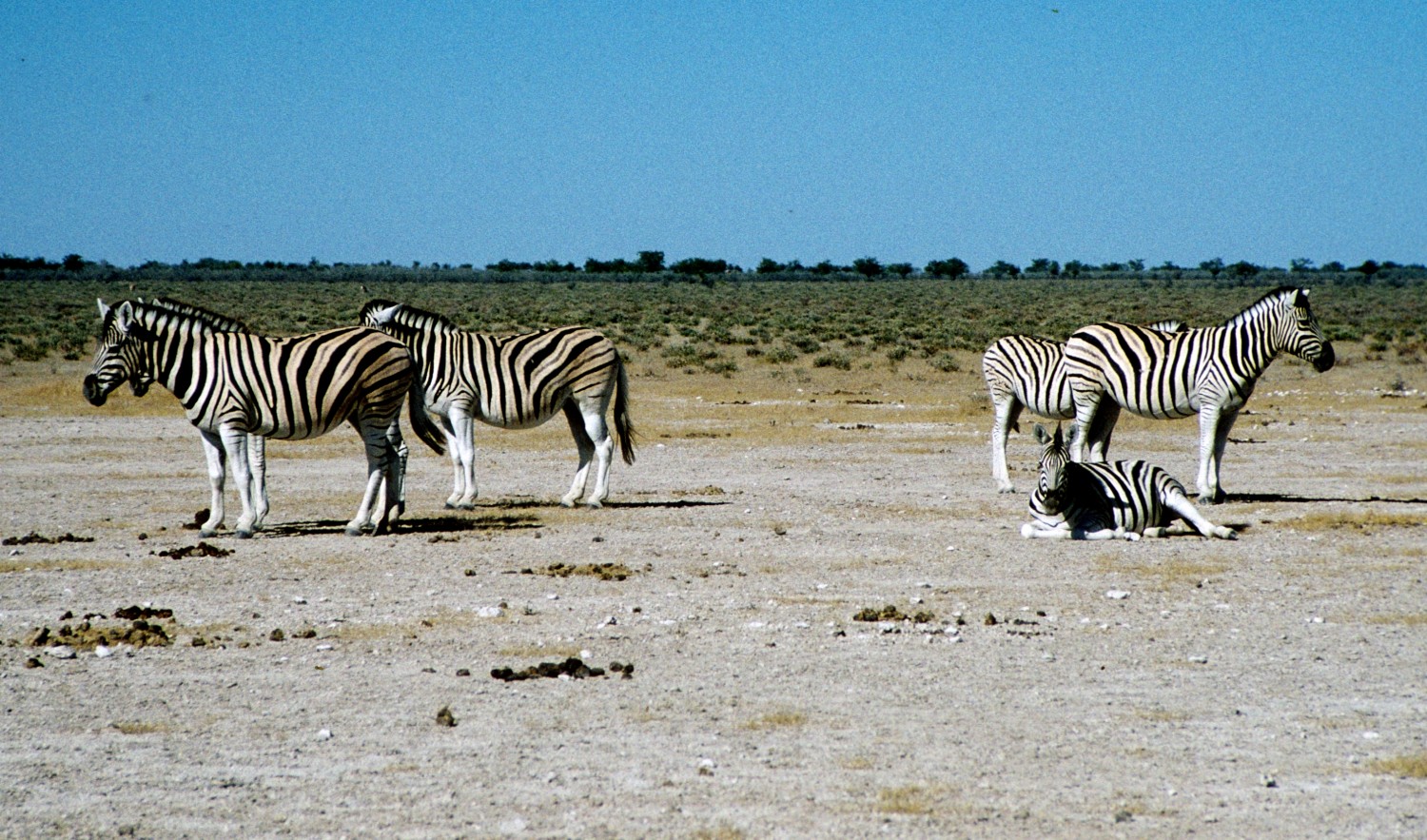 Part 3 - Etosha and the Great Salt Pan